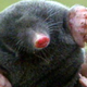 Image for article titled The Mole: "3.0 Premiere"